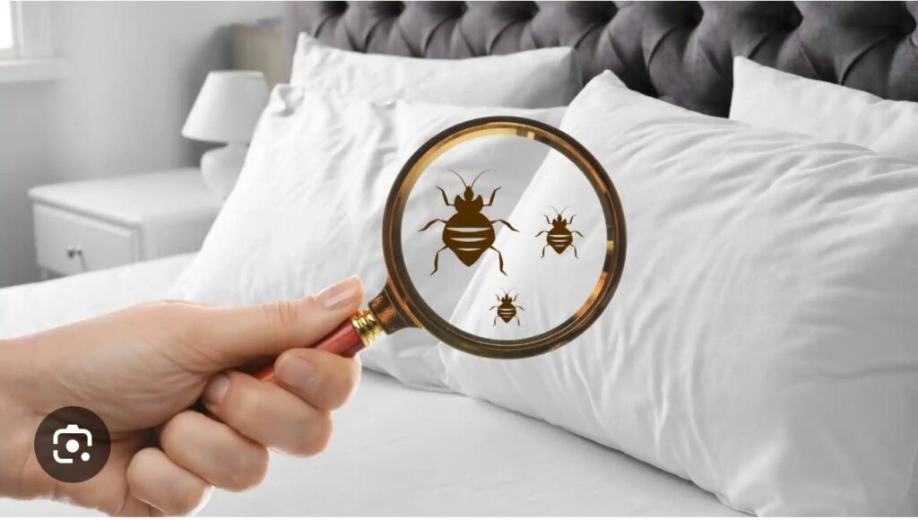 disinfestazione cimici dei letti firenze