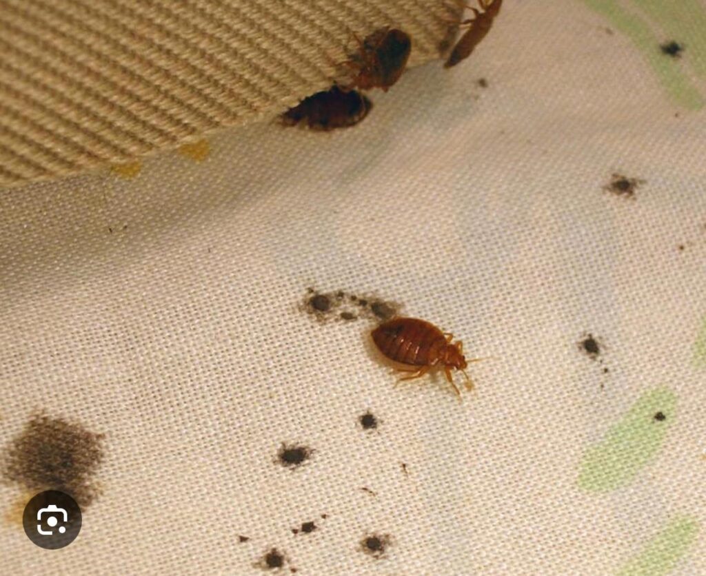 disinfestazione cimici dei letti toscana