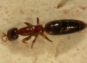 Sclerodermus-domesticus-orizzontale