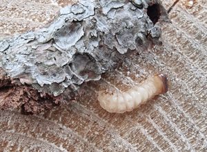 larva-tarlo-del-legno